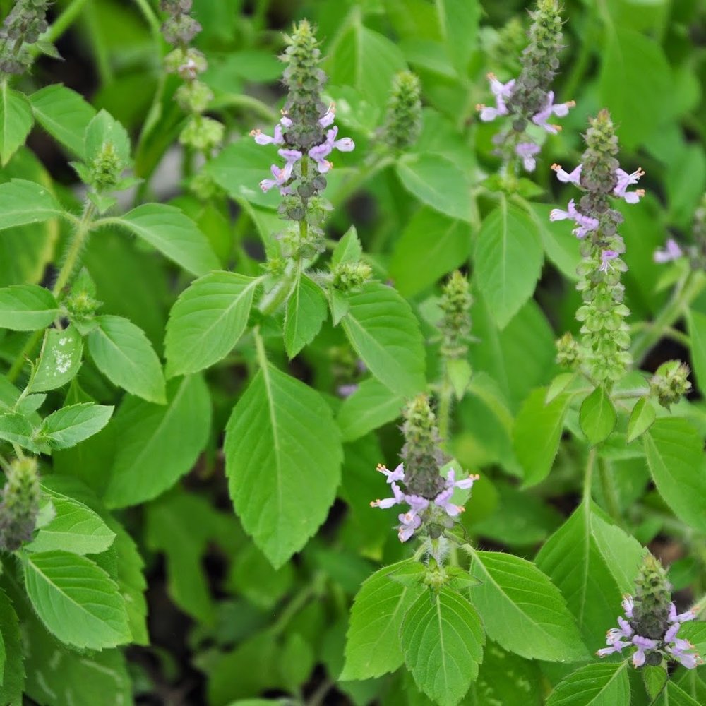 Sacred basil Tulasi