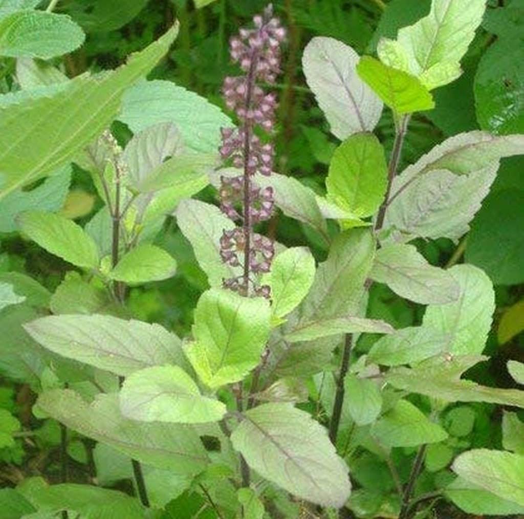 Thulasi Basil Seed